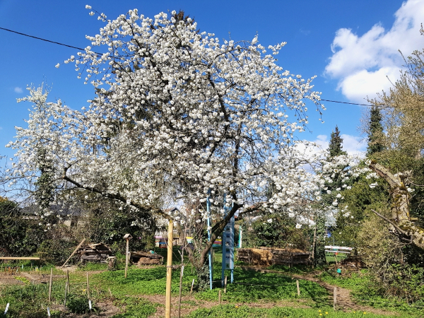 Arbre fruitier en fleur Amis des Sheds © Annick Kiesler